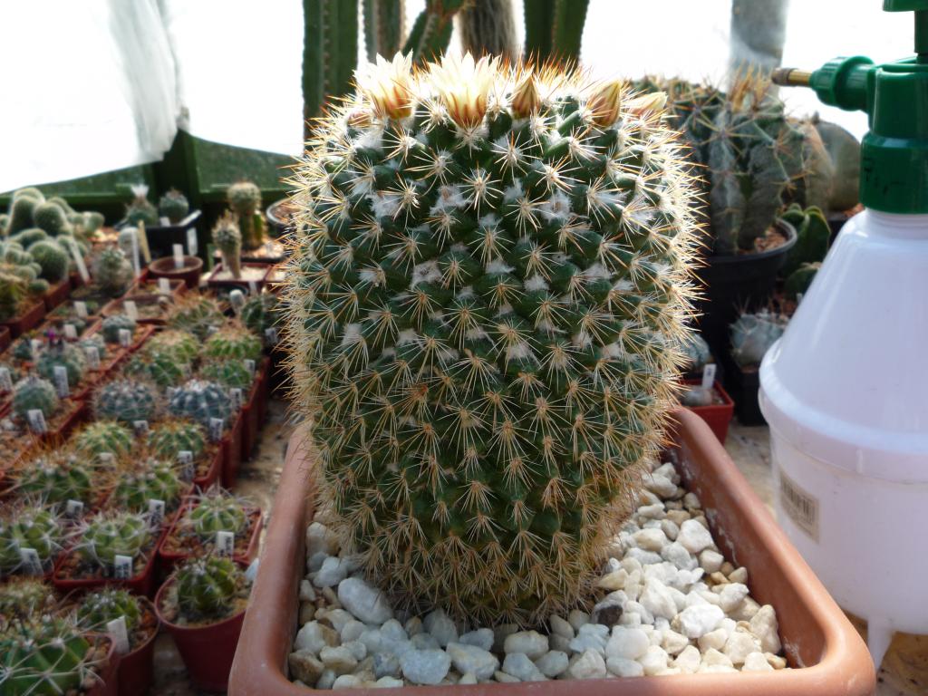 Mammillaria karwinskiana ssp beiselii